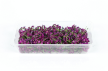 Mynd Alyssum Flowers purple 8x6 gr