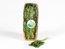 Mynd Koriander 50 gr.