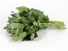 Mynd Basil     KG