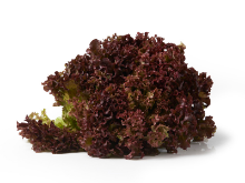 Mynd Lollo rosso   erl. 250 gr.           