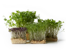 Mynd Tasty Mix (Shiso mix) - Cresco