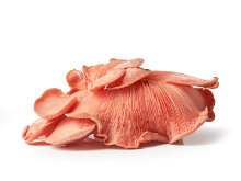 Mynd Pink oyster mushroom 2x500gr