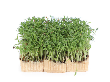 Mynd Coriander cress
