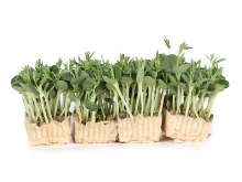Mynd Lupine Cress x 16 open box