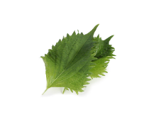 Mynd Shiso Green Leaves 12x15pc 