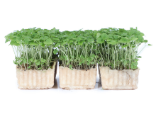 Mynd Melissa Cress x 16 box